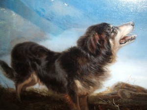 A lonely dog